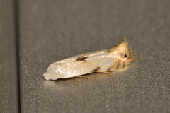Opostegidae