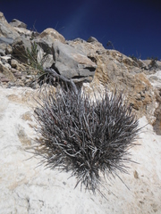 Ephedra compacta