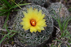Coryphantha pseudoradians