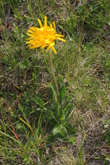 Hypochaeris uniflora