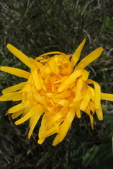 Hypochaeris uniflora