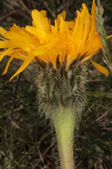 Hypochaeris uniflora