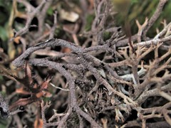 Cladonia stygia