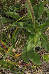 Hypochaeris uniflora