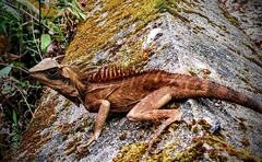 Natalia's Agama photo 4