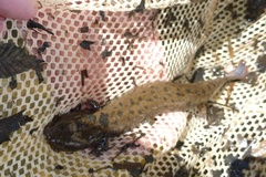 Necturus maculosus
