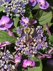 Bombus griseocollis