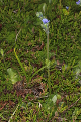Veronica bellidioides