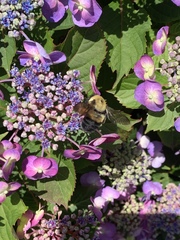 Bombus griseocollis