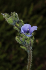 Veronica bellidioides