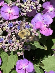 Bombus griseocollis