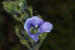 Veronica bellidioides