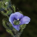 Violet Speedwell - Photo (c) Max Kindler, some rights reserved (CC BY-NC-ND), uploaded by Max Kindler