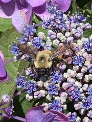 Bombus griseocollis