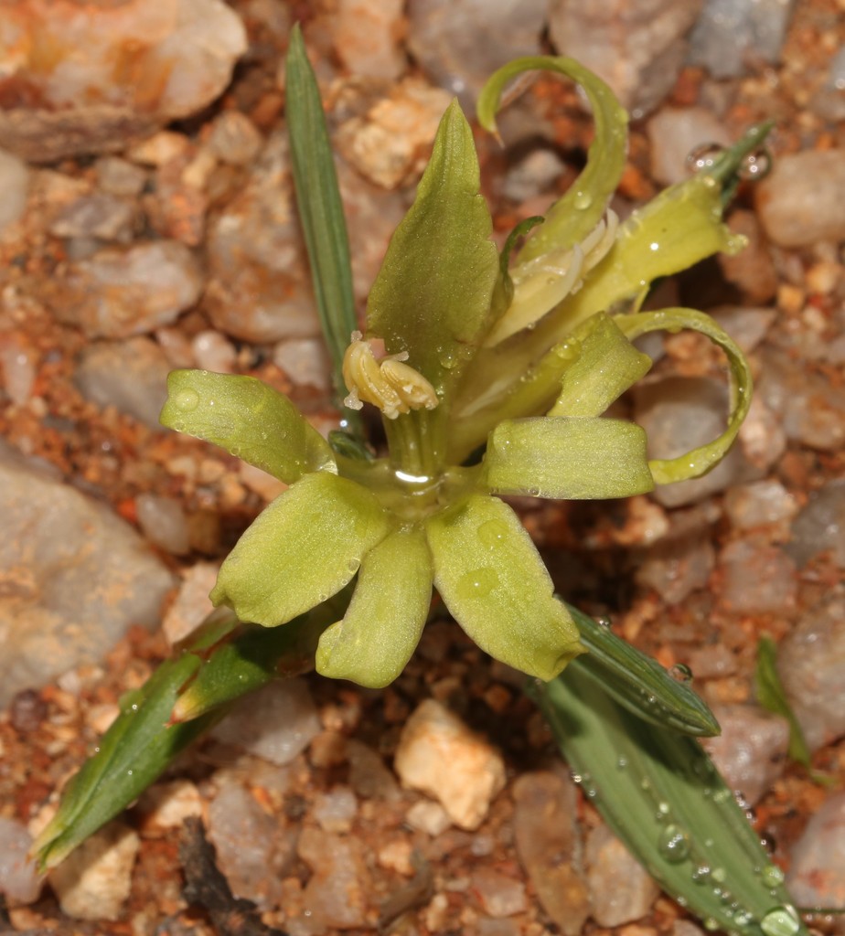Babiana horizontalis, Namakwa, ZA-NC, ZA