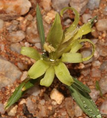 Babiana horizontalis