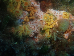 Hemimycale columella