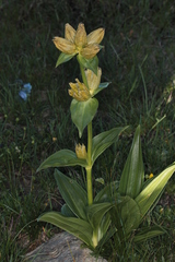Gentiana punctata