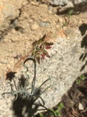 Fritillaria pinetorum