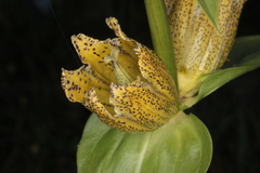 Gentiana punctata