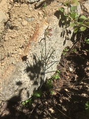 Fritillaria pinetorum
