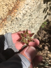Fritillaria pinetorum