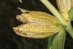 Gentiana punctata
