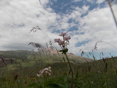 Anemonastrum fasciculatum