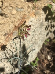 Fritillaria pinetorum