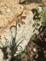 Fritillaria pinetorum
