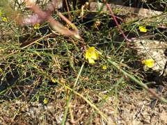 Eulobus crassifolius