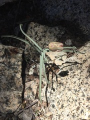 Fritillaria pinetorum