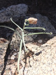 Fritillaria pinetorum