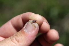 Stagonomus bipunctatus pusillus