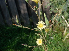 Lactuca saligna