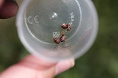 Stagonomus bipunctatus pusillus