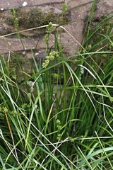 Carex divulsa divulsa