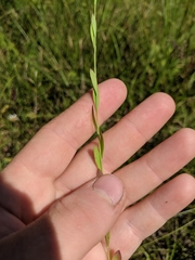 Linum virginianum