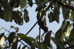 Icterus portoricensis