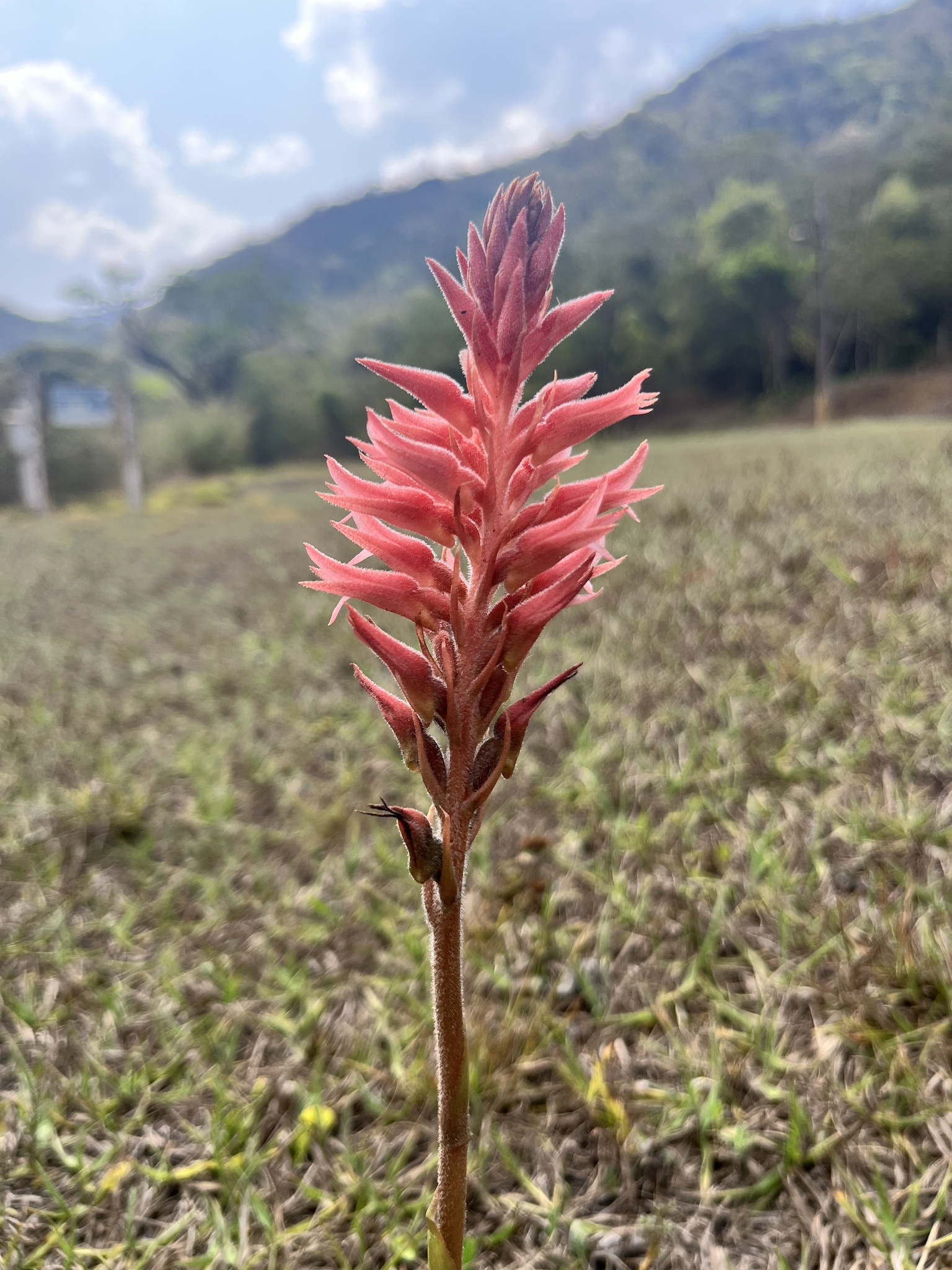 Sacoila lanceolata