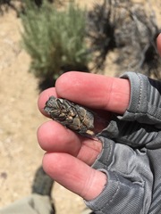 Cacama californica