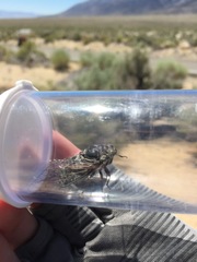 Cacama californica