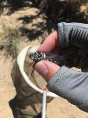 Cacama californica