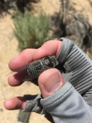 Cacama californica