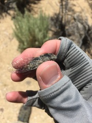 Cacama californica