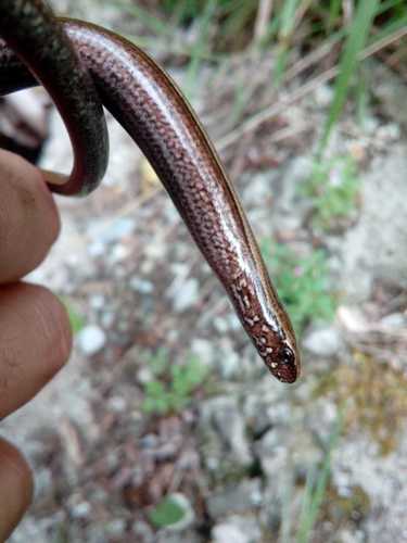 Anguis graeca