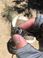 Cacama californica