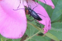 Typocerus lugubris