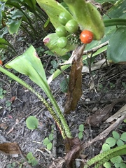 Scadoxus membranaceus