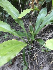 Scadoxus membranaceus